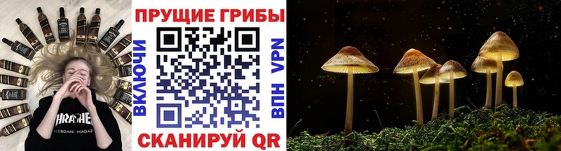 Купить где  Череповец  Псилоцибиновые грибы Psilocybe 